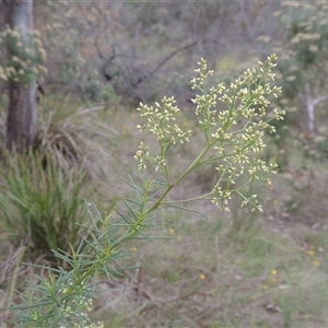 Cassinia quinquefaria at Conder, ACT - 7 Jan 2024