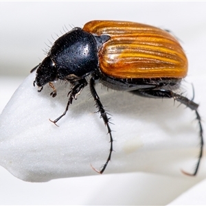 Phyllotocus rufipennis at Curtin, ACT - 14 Nov 2024