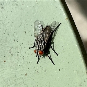 Sarcophagidae sp. (family) at Aranda, ACT - 14 Nov 2024