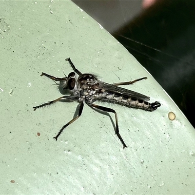 Cerdistus sp. (genus) (Slender Robber Fly) at Aranda, ACT - 14 Nov 2024 by KMcCue