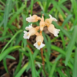 Gastrodia procera at Kingston, ACT - suppressed