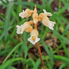 Gastrodia procera at Kingston, ACT - suppressed