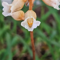 Gastrodia procera at Kingston, ACT - suppressed