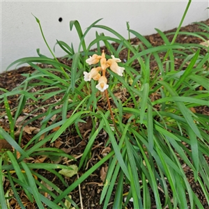 Gastrodia procera at Kingston, ACT - suppressed