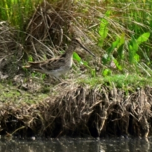 Gallinago hardwickii at Dunlop, ACT - 14 Nov 2024 09:52 AM