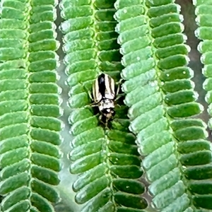 Monolepta froggatti at Aranda, ACT - 14 Nov 2024