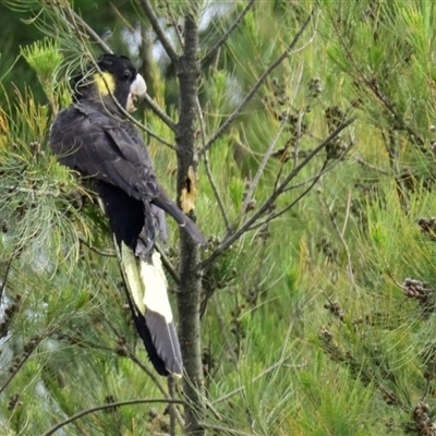 Zanda funerea (Yellow-tailed Black-Cockatoo) at Dunlop, ACT - 13 Nov 2024 by Thurstan