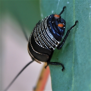 Ellipsidion australe at Higgins, ACT - 13 Nov 2024