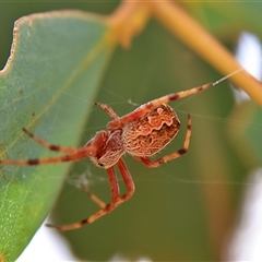 Salsa fuliginata at Higgins, ACT - 13 Nov 2024