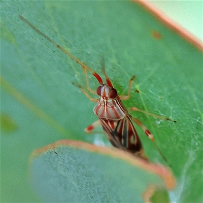 Zanessa pictulifer (Plant bug) at Higgins, ACT - 13 Nov 2024 by MichaelWenke