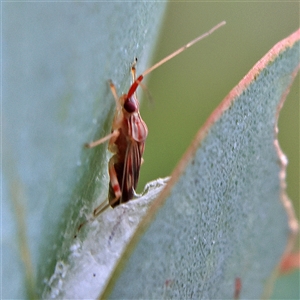 Zanessa pictulifer at Higgins, ACT - 13 Nov 2024 02:41 PM