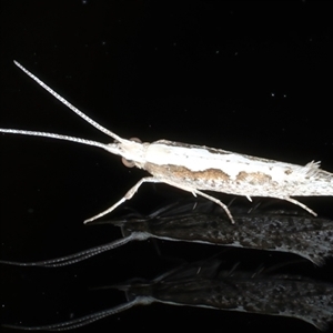 Plutella xylostella at Ainslie, ACT - 13 Nov 2024