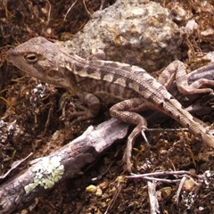 Diporiphora nobbi (Nobbi Dragon) at Strathnairn, ACT - 13 Nov 2024 by JohnBundock