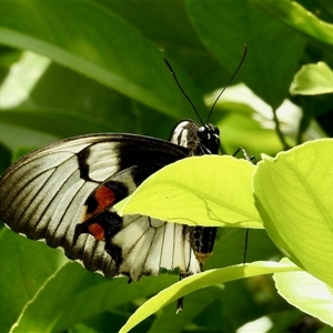 Papilio aegeus at Aranda, ACT - 14 Nov 2024 02:03 PM