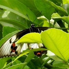 Papilio aegeus at Aranda, ACT - 14 Nov 2024