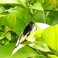 Papilio aegeus at Aranda, ACT - 14 Nov 2024