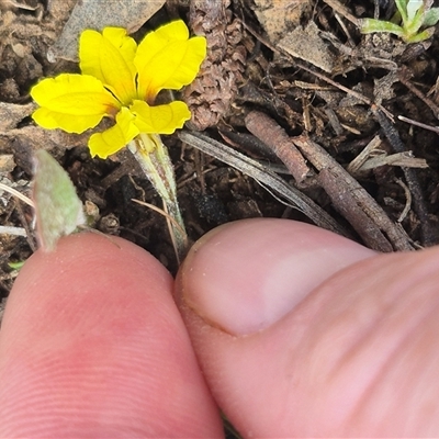 Goodenia hederacea subsp. hederacea (Ivy Goodenia, Forest Goodenia) at Bungendore, NSW - 14 Nov 2024 by clarehoneydove