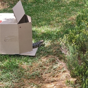 Tiliqua scincoides scincoides (Eastern Blue-tongue) at Bonner, ACT by Caitlinks