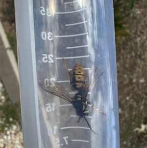 Vespula germanica at suppressed - 14 Nov 2024