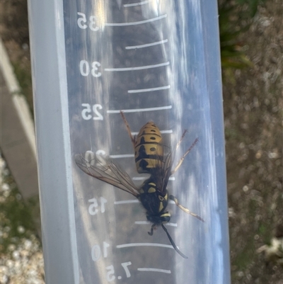 Vespula germanica (European wasp) at Bonner, ACT - 14 Nov 2024 by MegFluke