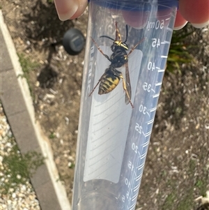 Vespula germanica at suppressed - 14 Nov 2024