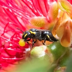 Hylaeus (Gnathoprosopis) amiculinus (Hylaeine colletid bee) at Googong, NSW - 9 Nov 2024 by WHall