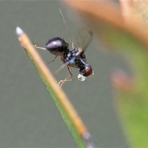 Sepsidae (family) at Googong, NSW - 11 Nov 2024 11:53 AM