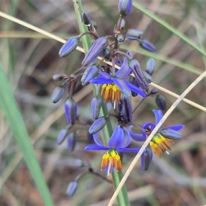 Dianella revoluta var. revoluta at Bungendore, NSW - 14 Nov 2024