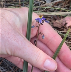 Dianella revoluta var. revoluta at Bungendore, NSW - suppressed