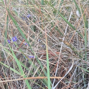 Dianella revoluta var. revoluta at Bungendore, NSW - 14 Nov 2024