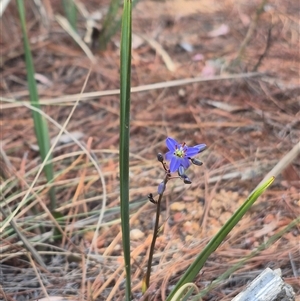 Dianella revoluta var. revoluta at Bungendore, NSW - suppressed