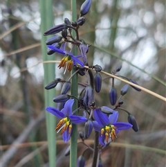 Dianella revoluta var. revoluta at Bungendore, NSW - 14 Nov 2024