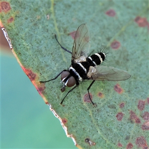 Trigonospila sp. (genus) at Higgins, ACT - 13 Nov 2024