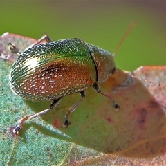 Edusella sp. (genus) (A leaf beetle) at Higgins, ACT - 13 Nov 2024 by MichaelWenke