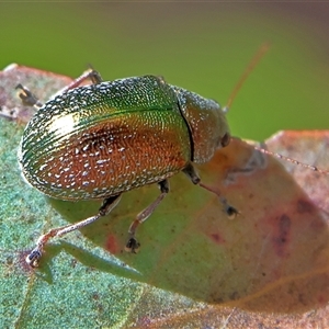 Edusella sp. (genus) at Higgins, ACT - 13 Nov 2024