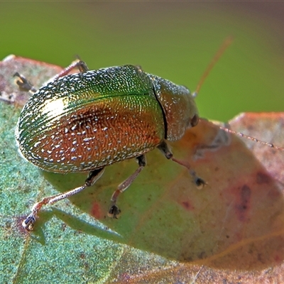 Aporocera (Aporocera) viridis at Higgins, ACT - 13 Nov 2024 by MichaelWenke