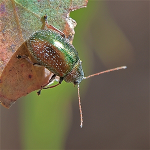 Edusella sp. (genus) at Higgins, ACT - 13 Nov 2024