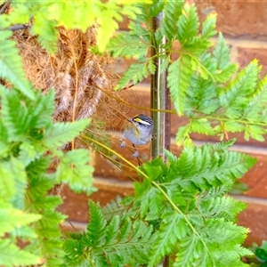 Pardalotus striatus (Striated Pardalote) at Gungahlin, ACT by TrishGungahlin