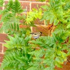 Pardalotus striatus at Gungahlin, ACT - 14 Nov 2024