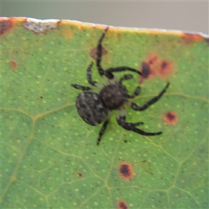 Cymbacha sp (genus) at Higgins, ACT - 13 Nov 2024