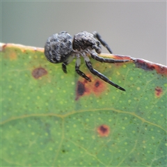 Cymbacha sp (genus) at Higgins, ACT - 13 Nov 2024