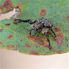 Cymbacha sp (genus) at Higgins, ACT - 13 Nov 2024