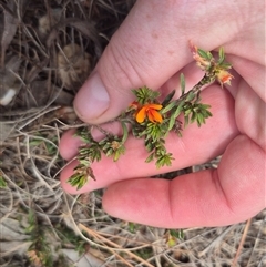 Pultenaea subspicata (Low Bush-pea) at Bungendore, NSW - 14 Nov 2024 by clarehoneydove