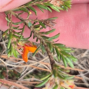 Pultenaea subspicata at Bungendore, NSW - suppressed