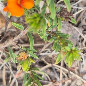 Pultenaea subspicata at Bungendore, NSW - suppressed