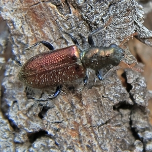 Cleridae sp. (family) (Checkered beetle) at Higgins, ACT by MichaelWenke