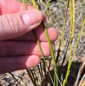 Lepidosperma laterale at Bungendore, NSW - suppressed