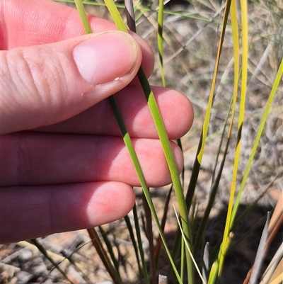 Lepidosperma laterale (Variable Sword Sedge) at Bungendore, NSW - 10 Nov 2024 by clarehoneydove