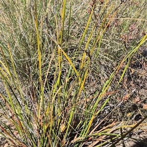 Lepidosperma laterale at Bungendore, NSW - suppressed