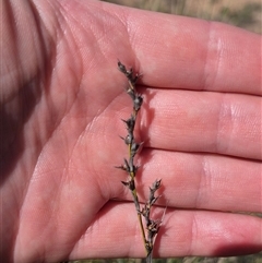 Lepidosperma laterale at Bungendore, NSW - suppressed